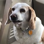 Profile Picture of Avichi 🦶🏻 (@armpitties.v2) on Instagram