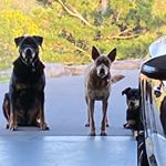 Profile Picture of Sonny Buddy Rusty (@sonnybuddyrusty_11) on Instagram