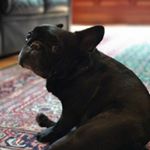 Profile Picture of Dixie Duffy (@dixie_the_frenchbulldog) on Instagram