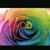 Profile Picture of Simone Lang (@@similang) on Tiktok
