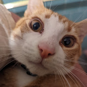 Profile Picture of Gregory Maxwell (@gregorymaxwell9614) on Youtube