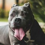 Profile Picture of Dominique Richards (@crunchymunchy526) on Instagram