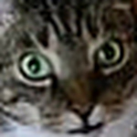 Profile Picture of Campbell Cat (@campbell cat) on Flickr