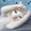 Profile Picture of TobysBestlife (@tobysbestlife) on Tiktok