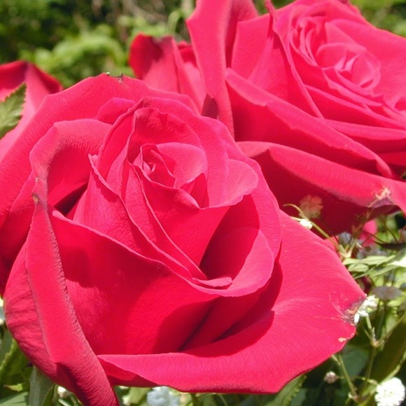 Profile Picture of Yvonne Addo (@msaddo) on Poshmark