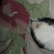 Profile Picture of Xavier Gallegos (@xaviergallegos6012) on Youtube