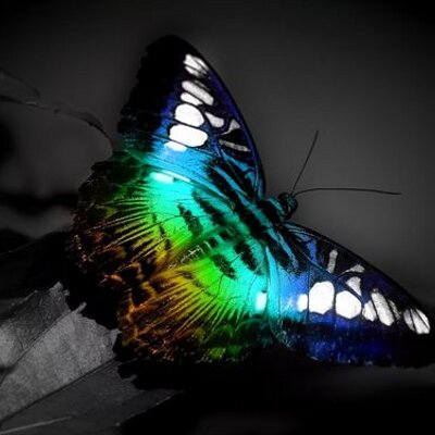 Profile Picture of @chrisvizcaino# (@chrisvizca) on Twitter