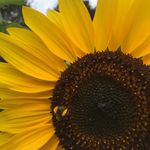 Profile Picture of Brece Honeycutt (@brece_honeycutt) on Instagram