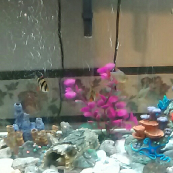 Profile Picture of Carrie Scalisi (@cs2012) on Poshmark