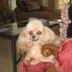 Profile Picture of Sherry Swartz (@bellanouveau) on Pinterest
