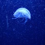 Profile Picture of Andre (@andre.webbster) on Instagram