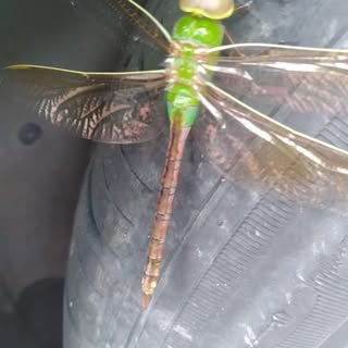 Abdulwasa Ali - Instagram Profile Picture of Abdulwasa Ali (@aliabdulwasa) on Instagram