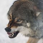 Profile Picture of Robin Bence (@robnerb) on Instagram