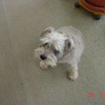 Profile Picture of Peter Guarisco (@guariscopeter) on Instagram