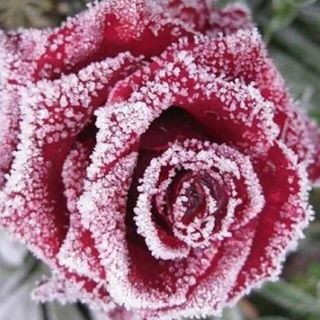 Profile Picture of Guoying Chen (@guoying.chen.90) on Facebook