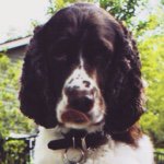 Profile Picture of Pete the Springer Spaniel (@peteyvandy) on Instagram