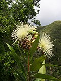 Profile Picture of Syzygium jambos - Wikipediaon Wikipedia