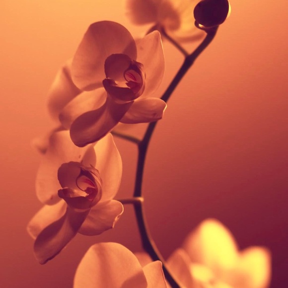 Profile Picture of Alexa Ortiz (@ohhelloaleee) on Poshmark