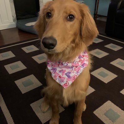 Profile Picture of Jodie Stapleton (@Jods35) on Twitter