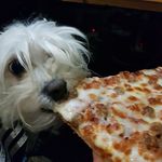 Profile Picture of Adam Heinz (@panicked_pancake) on Instagram