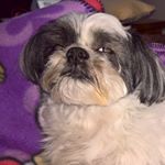 Profile Picture of Railroad Man (@mark_sealey) on Instagram