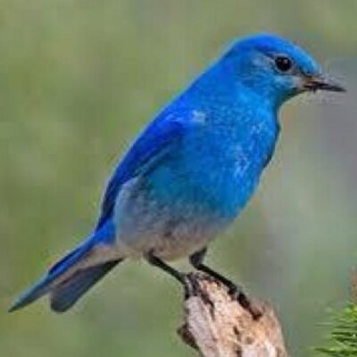 Profile Picture of JoAnn Joyce (@joann_joyce) on Twitter