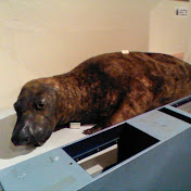 Profile Picture of Reece Greggs (@reecegreggs3131) on Youtube