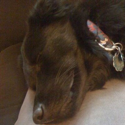 Profile Picture of Mandy Beans (@MandyPCBeans) on Twitter