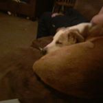 Profile Picture of Max Scott (@max.the_midget) on Instagram