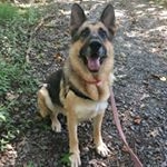 Profile Picture of Jillian (@volunteering_hands_for_paws) on Instagram