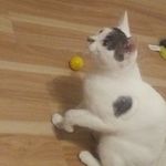 Profile Picture of Adam Relf (@adam.relf) on Instagram