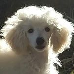 roberta stone - Instagram Profile Picture of roberta stone (@stonewoodpoodlestv) on Instagram