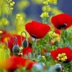 Profile Picture of Pat Curry (@oceansoarer) on Instagram