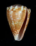 Profile Photo of Conus tiaratuson Wikipedia