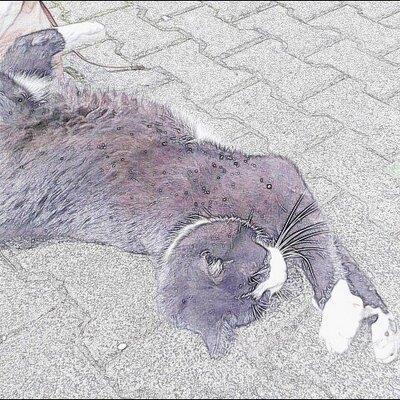 Profile Picture of Lindsay Engel (@lindsay_engel) on Twitter