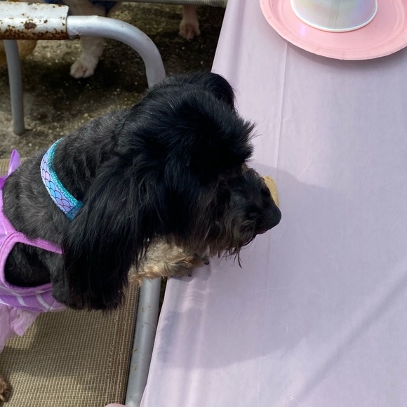 Akeisha Kirtsey - Poshmark Profile Picture of Akeisha Kirtsey (@lashaye87840) on Poshmark