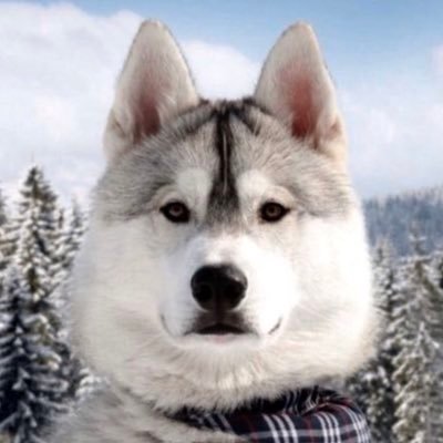 Profile Picture of Vitaliy Krysan (@KrysanVitaliy) on Twitter