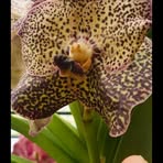 Profile Picture of Matt Bunbun (@Matt-Bunbun) on Facebook