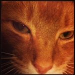 Profile Picture of Albert Petreshock (@ally_albertcat13) on Instagram