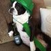 Profile Picture of Doris McGinnis (@boxer2908) on Pinterest