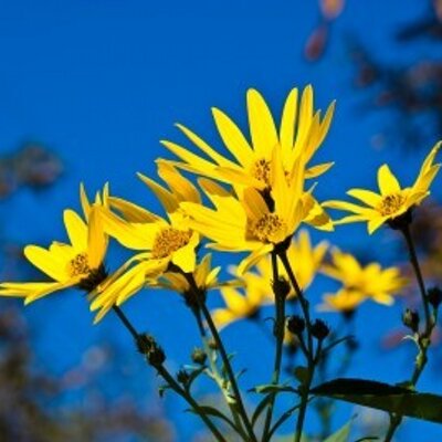 Profile Picture of Isabella Bowen (@Jefferson296) on Twitter