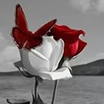Profile Picture of Shirley Cannon (@scannon1954) on Instagram