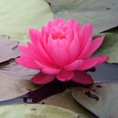 Profile Picture of Saroj Singh 🙏 (@shailasaroj) on Twitter