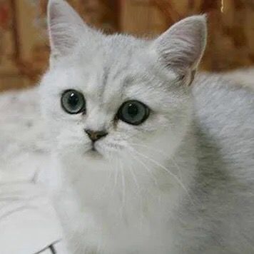 Profile Picture of THOMAS PET (@thomas.pet) on Tiktok