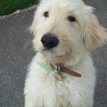 Profile Picture of Joanne Thatcher (@cockapoodle) on Instagram