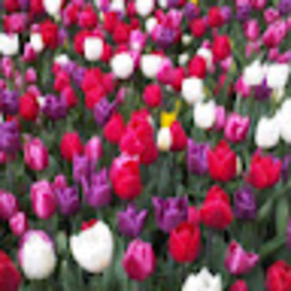 Profile Picture of Carla Lachecki (@rockygma) on Poshmark