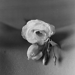 Profile Picture of Alex Emil Rodriguez (@aerodriguez) on Flickr