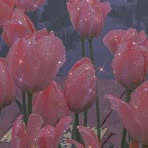 Profile Picture of Adrienne Wright (@adrienne.wright.830275) on Facebook