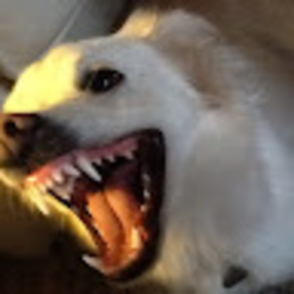 Profile Picture of Stephen Bottomly (@bottomlysa) on Poshmark