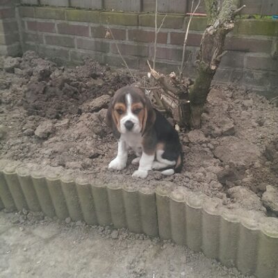 Profile Picture of Reeske Mulder (@mulder_reeske) on Twitter